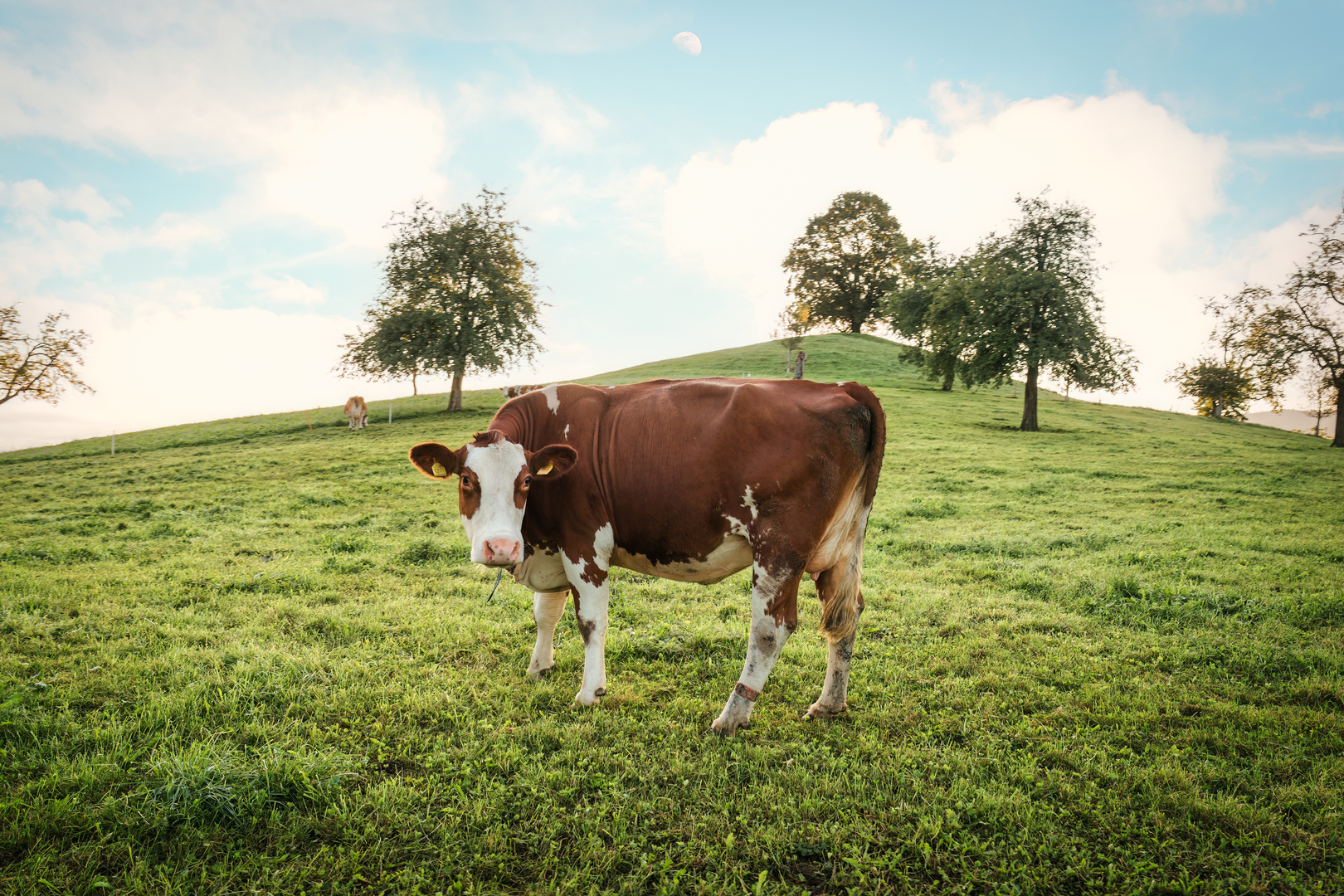 Trakya’nın Peynir Kültürü: Klasik Lezzetin Gücü ve Eski Kaşarın Değeri
